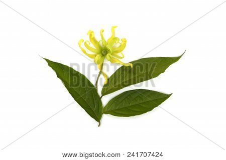 Flower Climbing Ylang-ylang, Climbing Ilang-ilang Isolated On White Background.