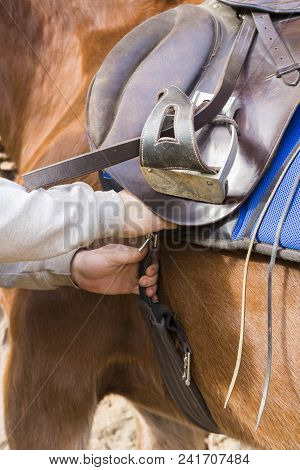 Man Saddling A Horse And Tighten The Girth. Foreground.