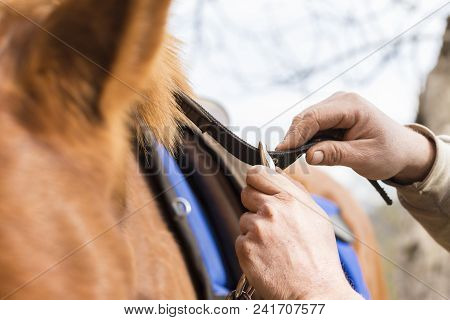 Man Saddling A Horse And Tighten The Girth. Foreground.