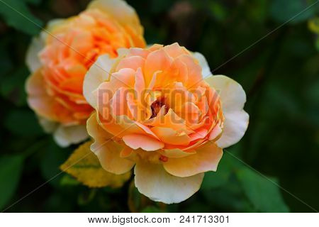 The Beautiful Rose Flower In The Garden
