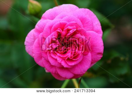 The Beautiful Rose Flower In The Garden