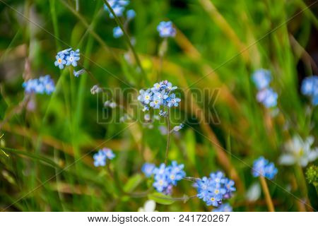 Beautiful Flowers Blue Forget-me-nots Grow On A Green Mountain Meadow.