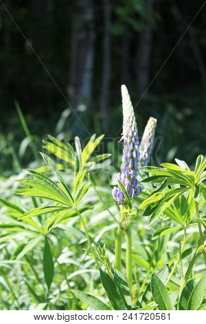 Young Flowers Grew Up In A Clearing In The Forest