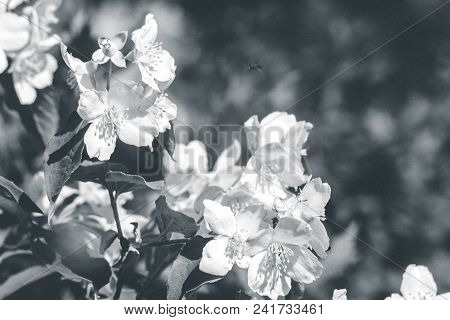 Jasmine Flower Branch. Close-up Flowers In A Garden. Jasmine Flowers Blossoming On Bush In Sunny Day