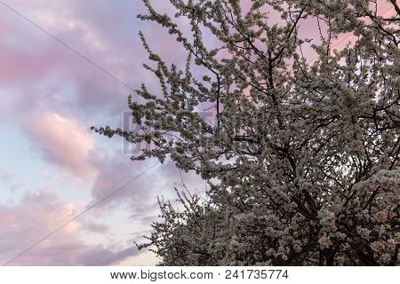 Branches Of A Blooming Plum Tree On The Sunset Sky Background
