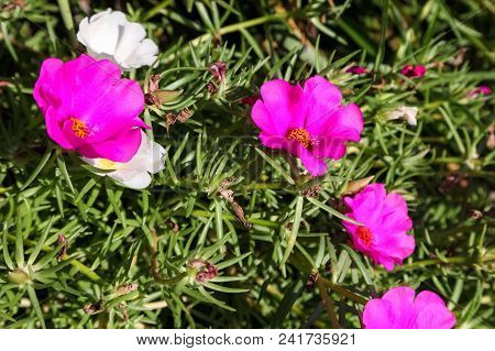 Pink Common Purslane Flower In The Garden., Pusley