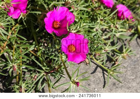 Pink Common Purslane Flower In The Garden., Pusley