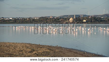 Group Of Wild Flamingo Birds Resting And Feeding At The Salt Lake Of The City Of  Larnaca, Near Jala