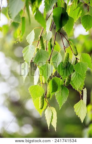 Spring Green Leaves On Birch Tree Branches