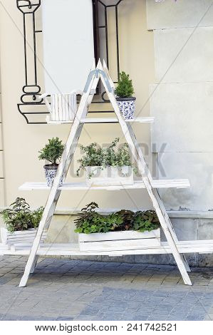 Wooden White Shelf With Different Plants In Pots. Potted Plants And Evergreen Abies Small Trees On L