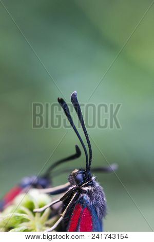 Gray Butterfly With Red Spots Six-spot Burnet On Plant. Zygaena Trifolii Butterfly Portrait