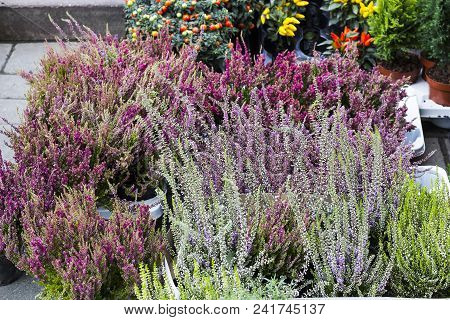 Calluna Vulgaris Flowers In Pots Sold In Garden Center (known As Common Heather, Ling, Or Simply Hea