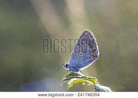 Small Butterfly Lycaenidae On Green Leaf. Plebejus Argus (silver-studded Blue) Butterfly Rest, Scene