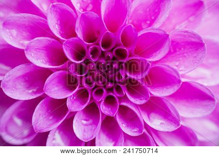 Blurred Background Pink Flower Dahlia, Top View. Pompon Dahlias Flowers Pattern