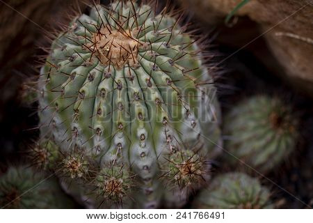 Closeup Detail Of The Cactus Copiapoa Cinerea