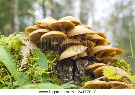 Hypholoma Fasciculare