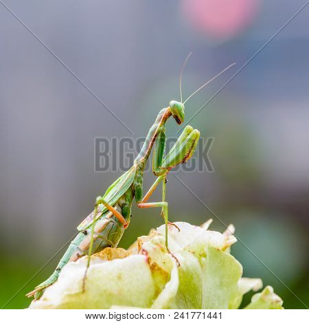 Green Mantis Sits On A Flower
