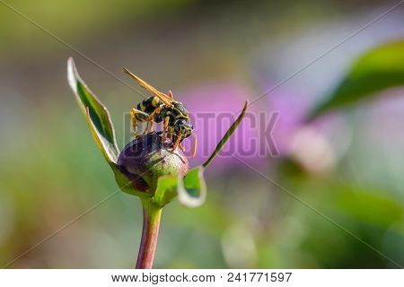 Wasp Collects Nectar On The Peony