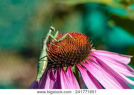Green Mantis Female Sits Flower