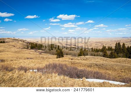 Spring Grass In Cypress Hills Interprovincial Park, Alberta, Canada