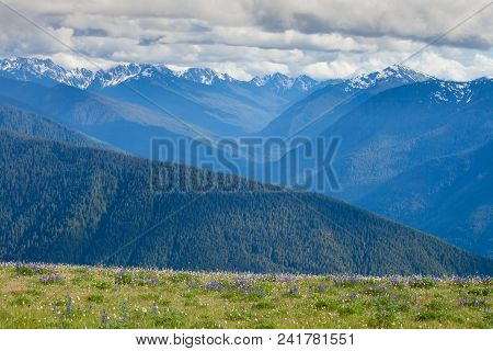 The View From Huricane Ridge, Washington, Usa