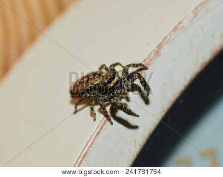 Jumping Spider (marpissa Muscosa) Is Ready To Attack, Full Body Macro.