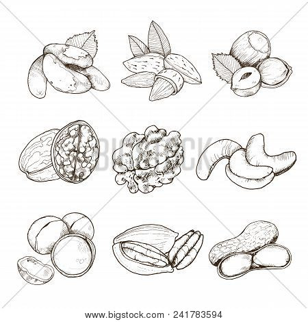 Hand Drawn Collection Of Nuts. Vectro Illustration. Sketch Style Nuts Set.