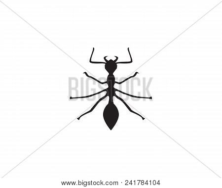 Ant Logo Template Vector Illustration Design