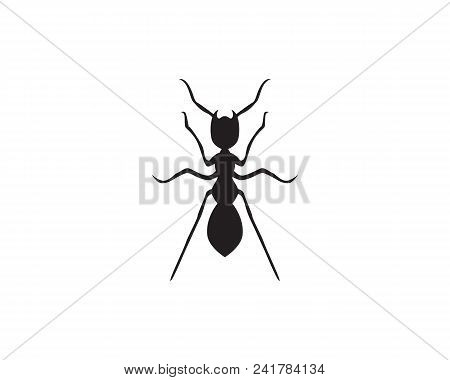 Ant Logo Template Vector Illustration Design