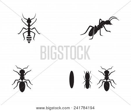 Ant Logo Template Vector Illustration Design