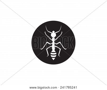 Ant Logo Template Vector Illustration Design