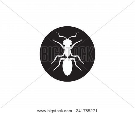 Ant Logo Template Vector Illustration Design