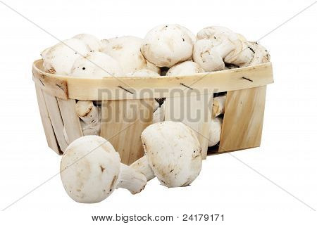 Houby žampiony