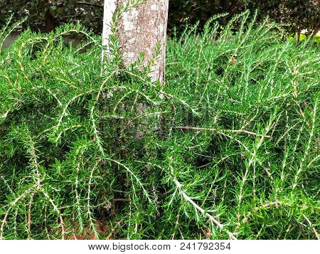 Green Bushes Are Growing Near The Tree In Park In The City. Rishon Lezion, Israel. Close Up Shot