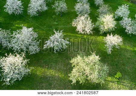 Beautiful Garden With White Blooming Trees From Above
