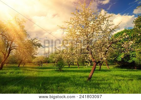 Sunny Summer Landscape. Bright Sun Rays On Apple Tree.