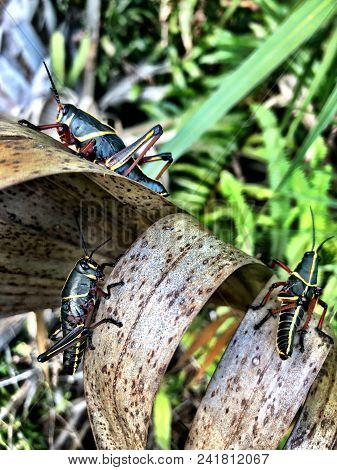 Black Lubber Grasshopper On Brown Palm Tree Leaf