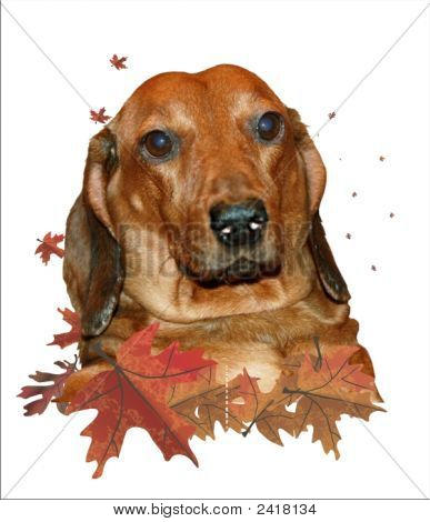 Taxa de cão