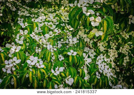 Flowering Dogwood. Colored Blooms And Colored Leaves.
