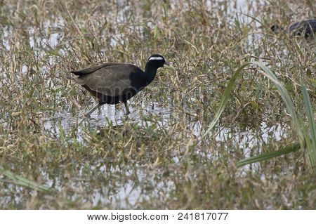 Bronze Winged Jacana Going Among The Grass On The Boggy Meadow On The Shore Of The Pond