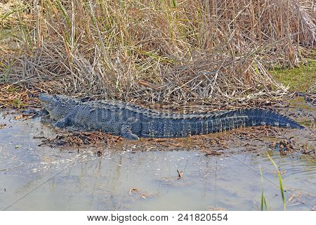 Side View Of An American Alligator In A Pond Near Port Aransas, Texas