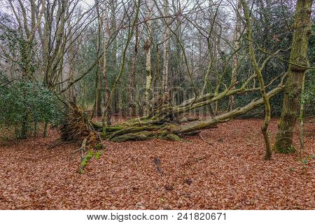 Winter Scene Of A Fallen Bare Tree In The Forest, With The Ground Covered In Autumn Leaves, In A Cle