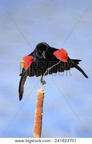 Red-winged Blackbird (agelaius Phoeniceus) Sitting On A Cattail