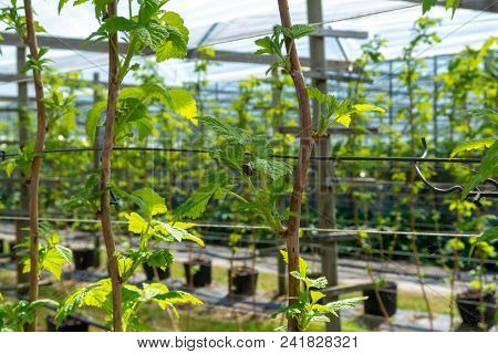 Indoor Bio Farming In Netherlands, Greenhouse With Rows Of Cultivated Black Currant Plants In Spring