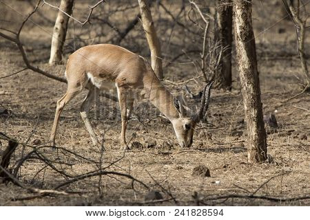 Male Indian Gazelle Or Chinkara Which Is Grazed In The Bush Forest On Winter Days