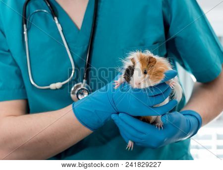 Veterinary doctor holding guinea pig on hands