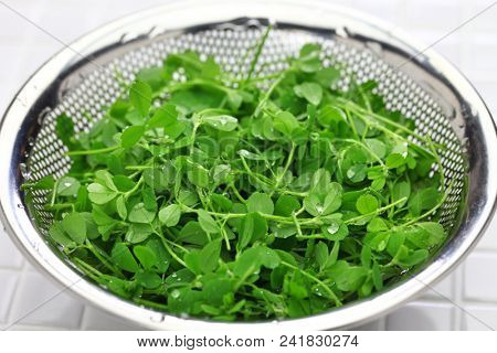 toothed bur clover