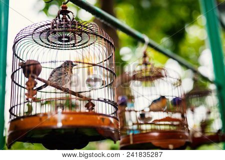Birds in cages for sale at Birds market, Kowloon Hong Kong, popular tourist destination.
