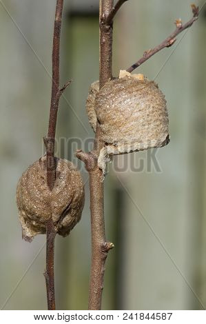 Two Brown Foamy Praying Mantis Nests On Small Twigs. One Nest Is A Side View, The Other Shows The Ba