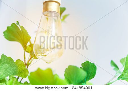 Light Bulb With Nature Plant Leaf For Green Bio Clean Energy Concept Or Plant Photosynthesis Concept